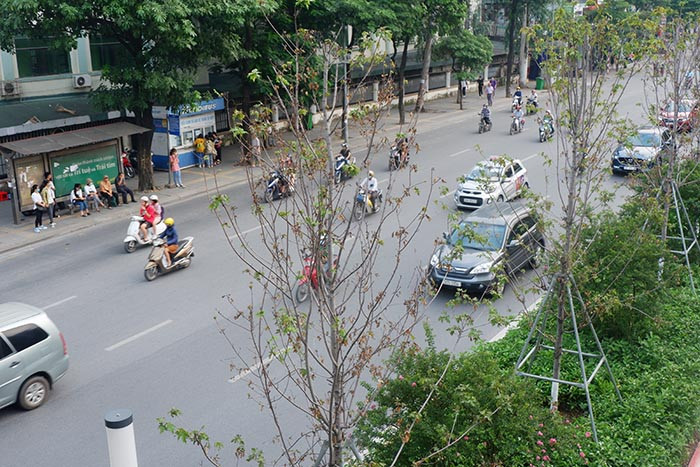 Được kỳ vọng sẽ mang sắc màu châu Âu vào giữa lòng Hà Nội, thế nhưng đã sang mùa thu thứ hai, hàng cây phong trồng trên dọc phố Trần Duy Hưng lại có dấu hiệu khô héo, trơ trụi.