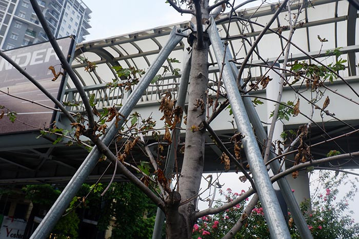 Lá có kích thước nhỏ, phần mép hầu như đã khô quắt.