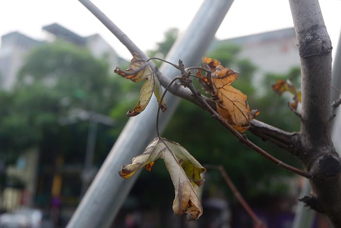 Ở những quốc gia ôn đới, vào mùa thu, lá cây phong chuyển màu đỏ hoặc cam rồi rụng khi đông đến. Tuy nhiên theo ghi nhận tại phố Trần Duy Hưng, lá cây phong chưa kịp chuyển đỏ đã khô héo. 