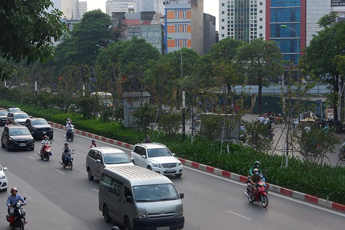 Hàng phong lá đỏ sau gần 2 năm được trồng.