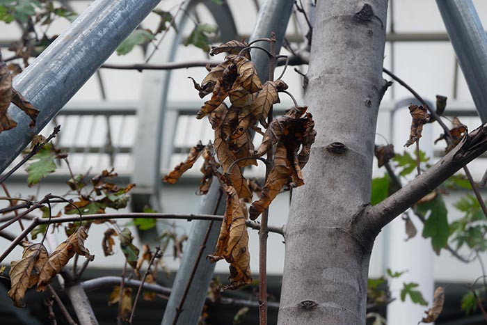 Nhiều cành cây khô héo, chỉ cần tác động nhẹ cũng có thể gãy rụng. 