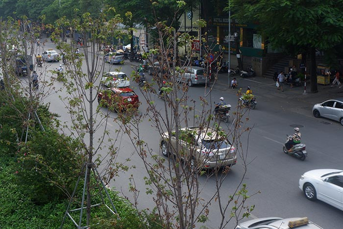 Trong khi đó, các cây hoa trồng ở tầng thấp hơn, dưới gốc phong vẫn xanh mướt nhựa sống.