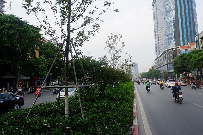 Trái ngược với tình trạng héo úa, những loại hoa trồng dưới gốc phong xanh mướt đầy sức sống.