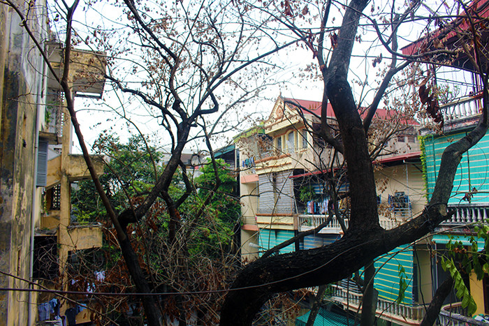 Nhưng biện pháp tưới nước cho cây không hiệu quả, đến nay hàng sưa đã chỉ còn là cành lá khô, không có dấu hiệu của sự hồi phục. 