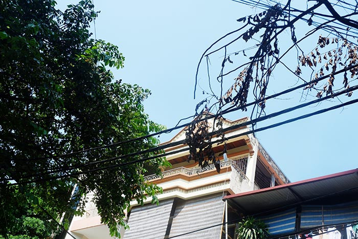 Theo ghi nhận của PV chiều ngày 24/9, sau gần một tháng hàng sưa rụng lá bất thường thì giờ đây đã khô héo toàn bộ, vỏ cây bắt đầu bị bóc vỏ, mục nát.