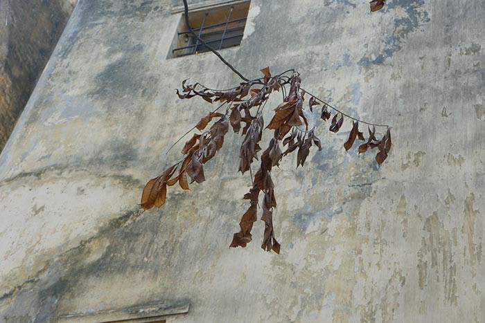 Tuy đã bị héo nhưng những chiếc lá này rất khó rụng, bởi đây là phần lá non của cây và cuống lá còn rất chắc.