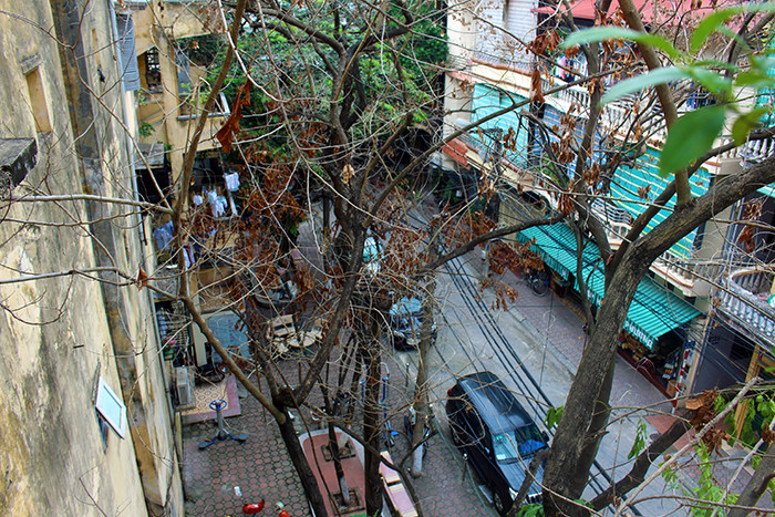 Gỗ sưa vốn là loại gỗ quý hiếm có giá trị kinh tết cao, dùng cho việc chế tác đồ phong thủy, đồ nội thất… nên rất có thể hàng cây sưa tại đây đã bị đầu độc bằng hóa chất.