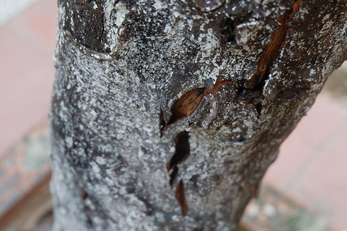 Việc hàng cây sưa đột nhiên bị héo khô đã làm cho nhiều người cảm thấy tiếc nuối khi không còn tán cây, bóng râm xanh mát ở sân chơi chung của khu tập thể.