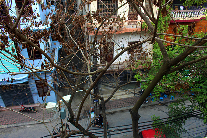 Người dân nơi đây cho biết, vào năm 2018 có một nhóm người hỏi mua hàng cây sưa với giá 120 triệu đồng và họ cũng đã mang máy cưa đến để cưa cây nhưng mọi người tại khu tập thể ngăn cản, không đồng ý bán.