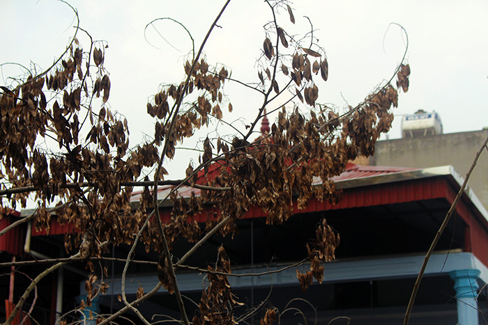 Phần lá sưa ở trên ngọn cây hay đầu cành, các tán cũng chuyển sang màu vàng khô.
