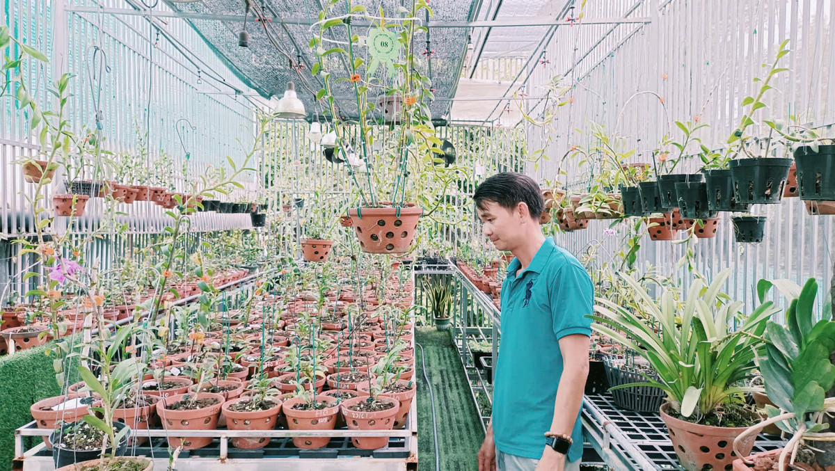 Bình Dương: Ông chủ tự hưởng lương cao từ vườn lan rừng Binh Duong: Ong chu tu huong luong cao tu vuon lan rung