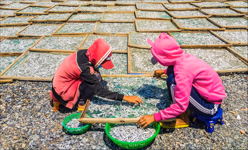 Những loài cá cỡ nhỏ như cá cơm được cho vào lò hấp. Ngư dân ở lò sẽ ngồi lựa cá theo từng kích cỡ để chế biến. Trong ảnh, hai bạn trẻ đang lật các vỉ cá và đem phơi. Bên cạnh việc quan sát cách làm nghề chài lưới của ngư dân, du khách còn có thể mua hải sản tươi sống và nhờ người dân chế biến luôn với giá cực rẻ. Ảnh: Trần Phương.