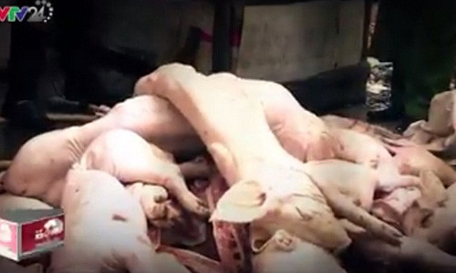 Heo chết được "phù phép" đem đi tiêu thụ ở chợ (Ảnh cắt từ clip)