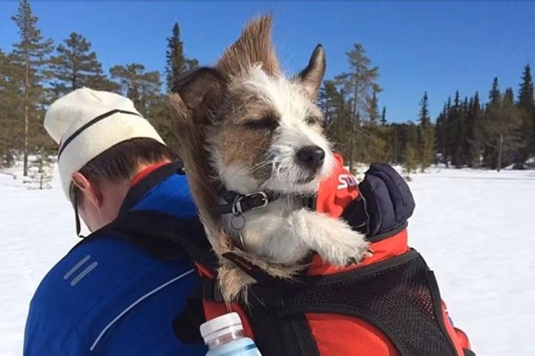 Và họ cũng nuôi nhiều chó cưng. 