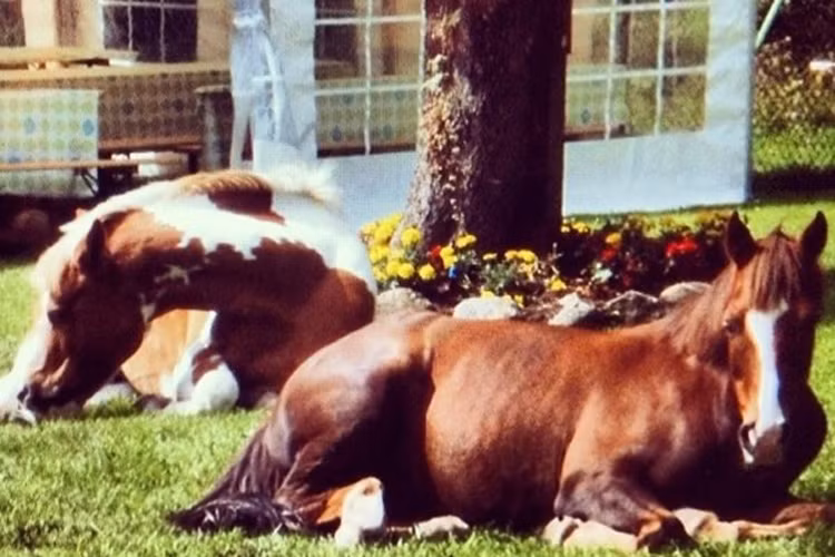 Nhà Andresen nuôi rất nhiều động vật, đặc biệt là ngựa. Alexandra có niềm đam mê mãnh liệt với bộ môn cưỡi ngựa. 