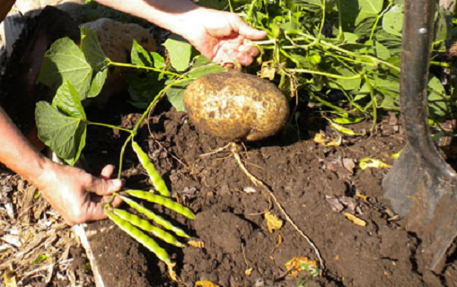 Chat doc trong hat cay cu dau nguy hiem sao?