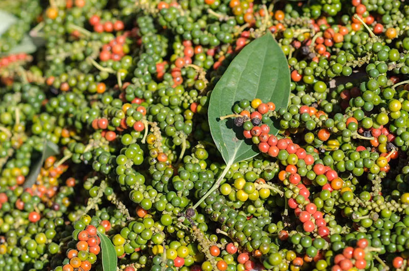 Gia tieu hom nay 28/11: Cao nhat 72.500 dong/kg