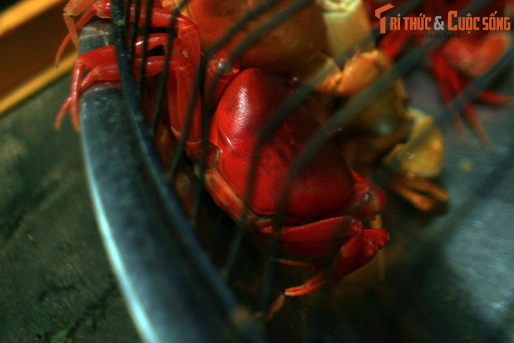 Để bắt cua, người dân phải dùng tai nghe tiếng cua chạy để xác định vị trí rồi đào sâu vào lòng đất để dùng tay tóm chúng. Hang cua sâu khoảng nửa mét, nhưng cũng có trường hợp tới cả mét.