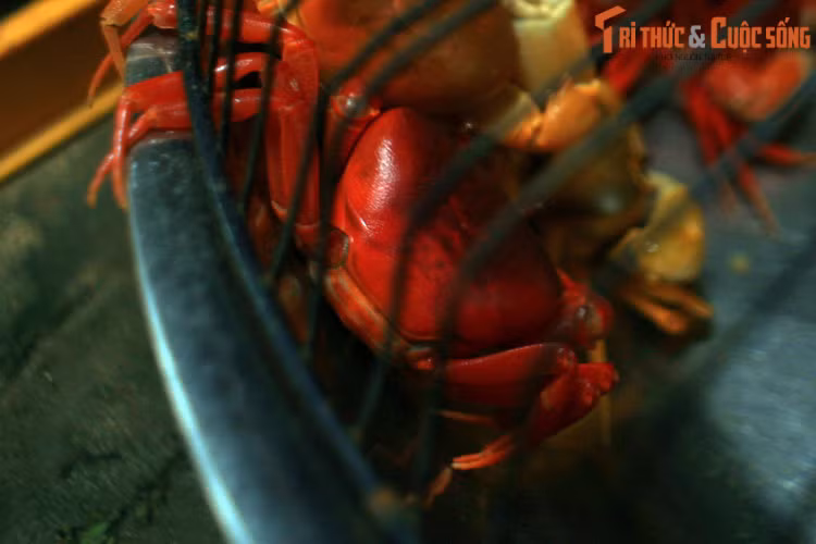 Để bắt cua, người dân phải dùng tai nghe tiếng cua chạy để xác định vị trí rồi đào sâu vào lòng đất để dùng tay tóm chúng. Hang cua sâu khoảng nửa mét, nhưng cũng có trường hợp tới cả mét.