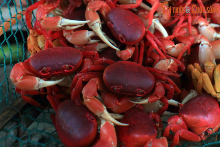 Khác với nhiều họ hàng của chúng, cua đỏ không sống gần nước mà trú ngụ trong những cái hang được đào sâu vào sườn núi.