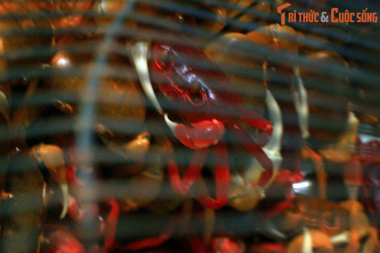 Cua đỏ trưởng thành có thể nặng 3 lạng, một kích cỡ khá lớn trong các loài cua sống trên đất liền.