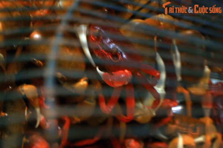 Cua đỏ trưởng thành có thể nặng 3 lạng, một kích cỡ khá lớn trong các loài cua sống trên đất liền.