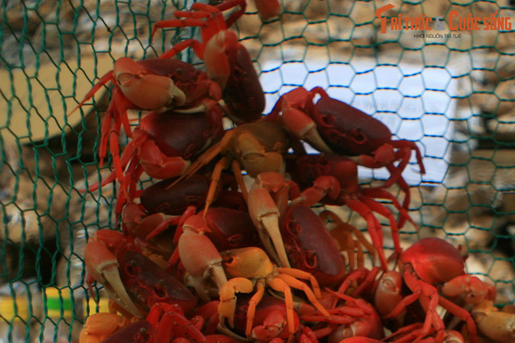 Theo người dân địa phương, thịt cua đỏ có ngọt và chắc, có thể dùng để chế biến nhiều món ăn hấp dẫn.