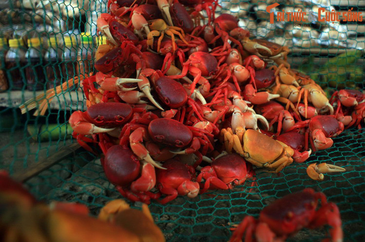 Ghé thăm các khu chợ ở khu vực miền núi phía tây Thanh Hóa, du khách phương xa sẽ không khỏi ngạc nhiên khi thấy một loài cua đỏ tươi như máu được bày bán nơi đây.