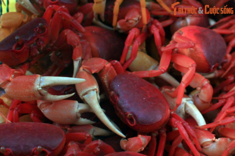 Vào mùa lũ, do cua ngoi lên mặt đất nên việc bắt cua trở nên dễ hơn, nhưng cũng đi kèm với rủi ro thiên tai cao hơn.