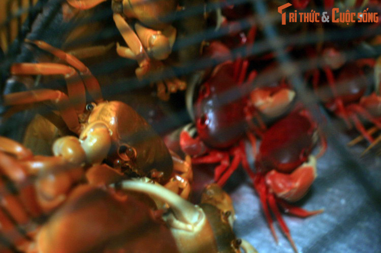 Người dân gọi loài cua này là con mồn mồn hay cua đỏ theo màu sắc đặc trưng của chúng.