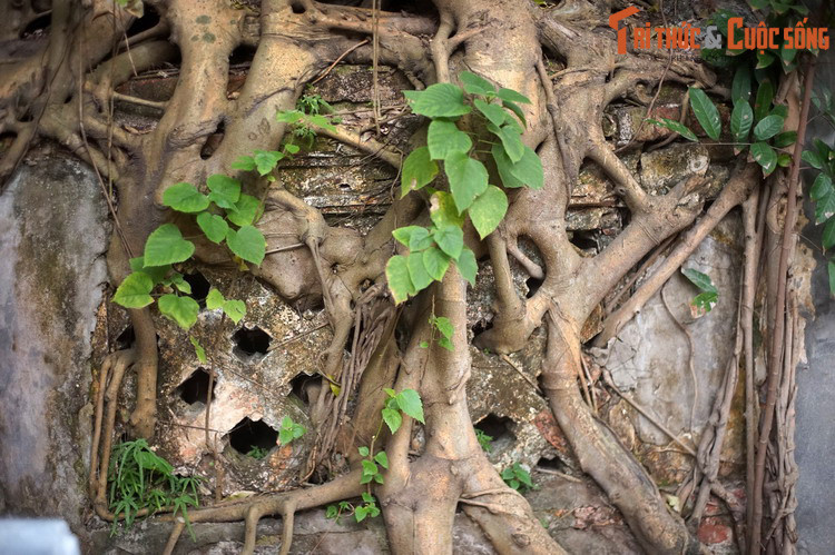 Đến địa phận huyện Phụng Hoá (huyện Nho Quan, tỉnh Ninh Bình ngày nay) thì mọi người thấy giữa cảnh núi rừng rậm rạp có ngôi đền cổ ghi bốn chữ "Cao Sơn đại vương".