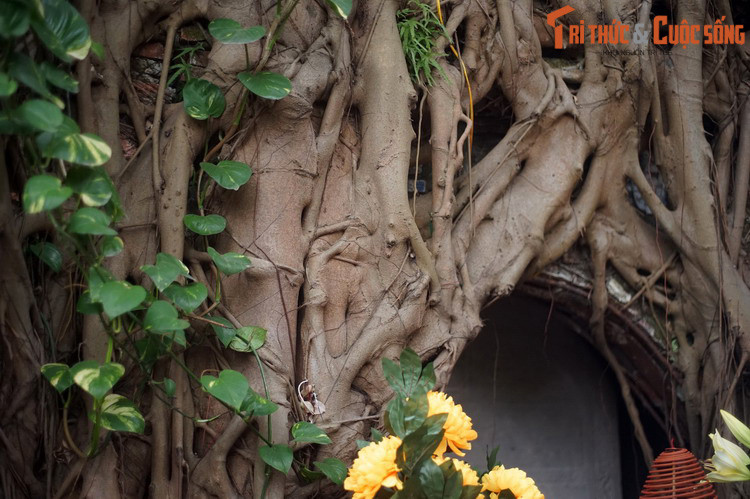 Lấy làm lạ, vua quan bèn khẩn cầu thần phù trợ. Quả nhiên sau 10 ngày cuộc chinh phạt đã thành công. Vì thế, vua Lê Tương Dực cho lập đền thờ thần Cao Sơn ở Phụng Hóa.