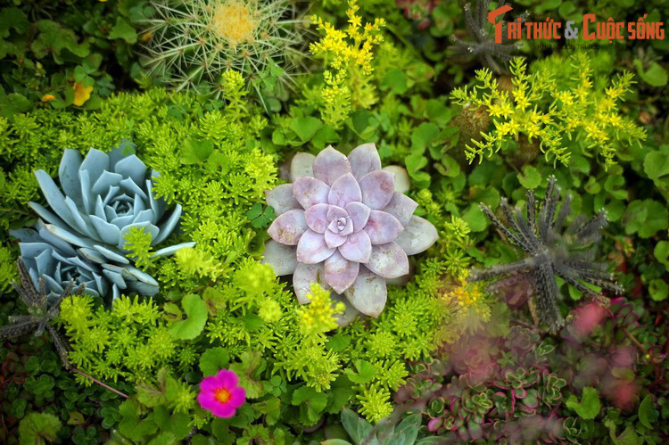 Do vẻ đẹp hoàn hảo và sức sống bền bỉ của mình mà sen đá được coi như loài cây tượng trưng cho tình yêu bền vững, trọn đời không thay đổi.