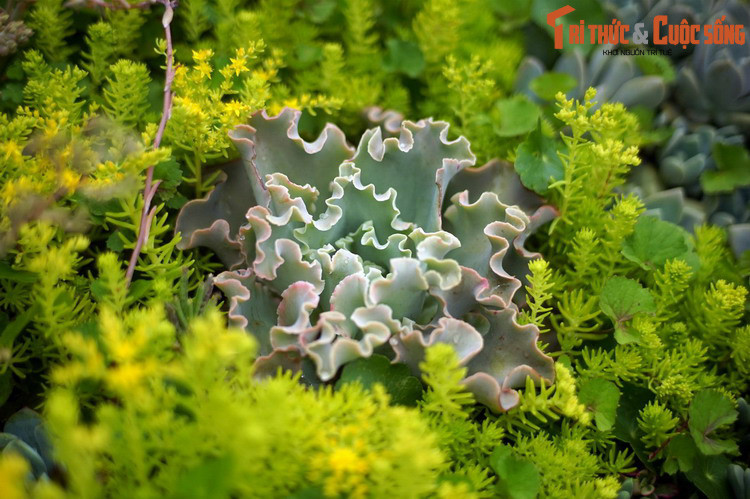 Khoảng hơn 90% loài sen đá phân bố ở các vùng khô nóng gần xích đạo ở Mexico, khu vực Nam Mỹ, Australia và châu Phi.