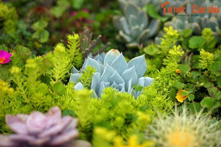 Ngày nay, hàng chục loài sen đá khác nhau đã được nhập vào Việt Nam. Phần lớn đã được ươm trồng thành công ở các nhà vườn và cả trong các hộ gia đình.