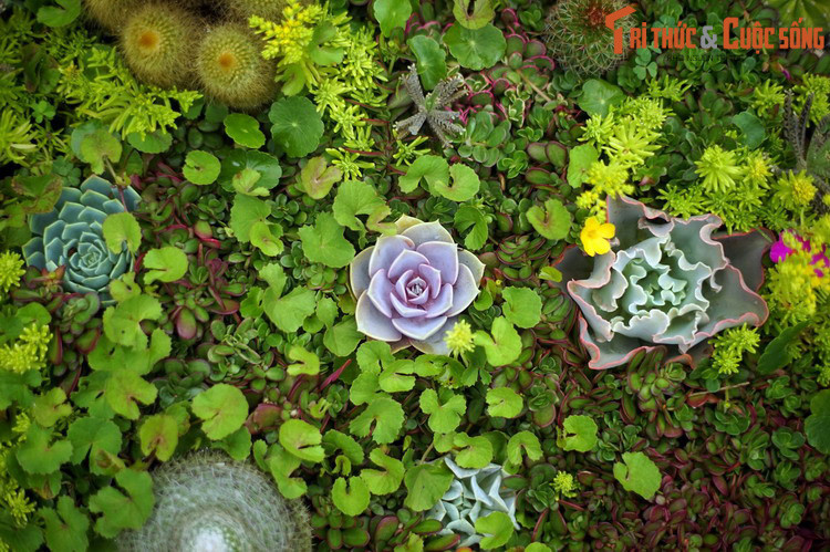 Trong hệ thống phân loại thực vật, các loài sen đá thuộc chi Hoa đá (Echeveria) họ Thuốc bỏng (Crassulaceae). Ước tính có khoảng 60 họ sen đá khác nhau với gần 400 loài khác nhau.