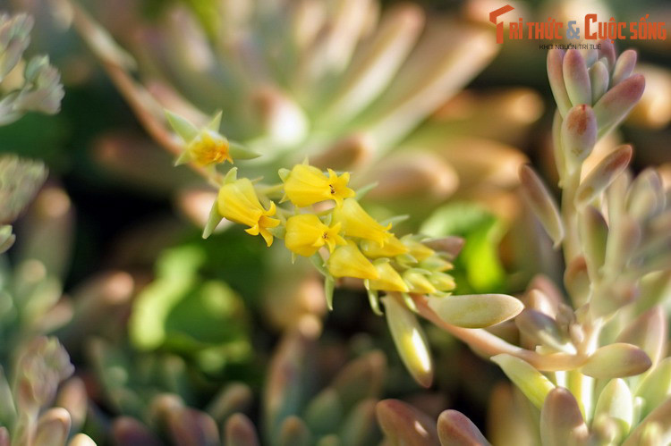 Các loài sen đá sinh sản hữu tính bằng cách ra hoa và tạo hạt. Chúng cũng có thể sinh sản vô tính bằng cách tạo ra cây mới từ những chiếc lá rụng xuống đất. Đây chính là cách thông dụng để ươm cây sen đá con.