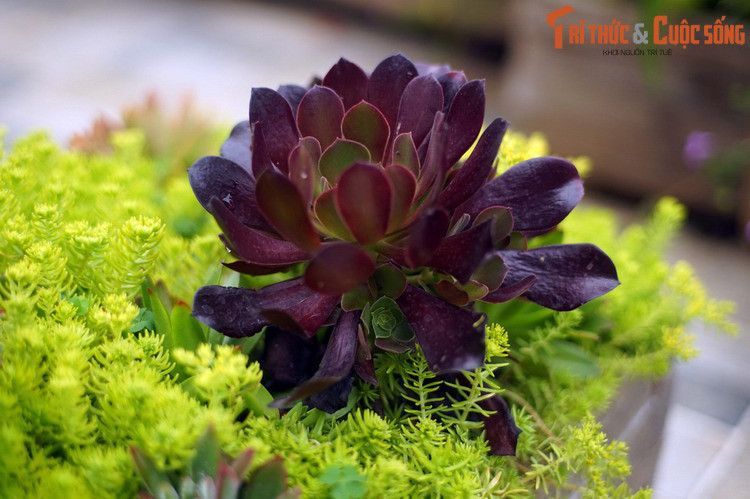 Ở một số loài, khi sống trong môi trường có ánh sáng mạnh, lá cây sẽ chuyển sang màu đỏ tươi hoặc thậm chí là màu tím biếc, rất bắt mắt.