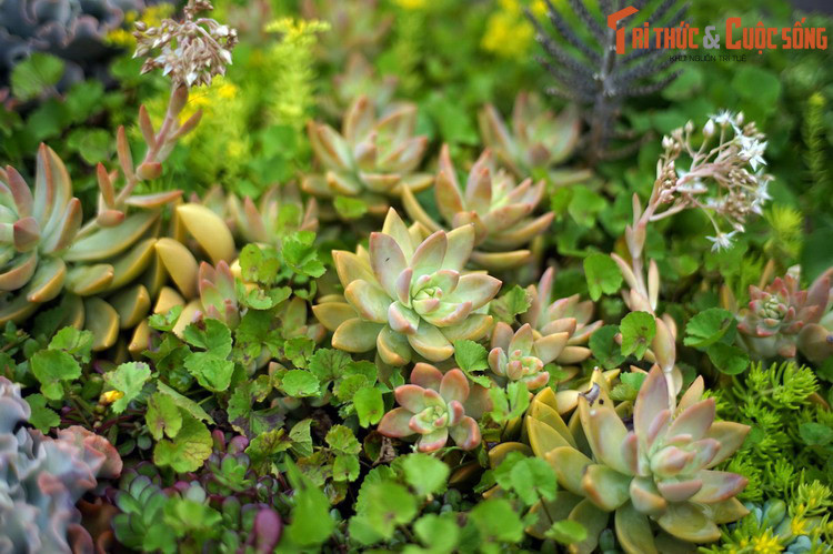 “Vũ khí” giúp chúng sinh tồn trong điều kiện tự nhiên khắc nghiệt chính là những chiếc lá dày, mọng nước, ít bay hơi. Những chiếc là đặc biệt này giúp sen đá có thể sống qua những đợt khô hạn kéo dài.