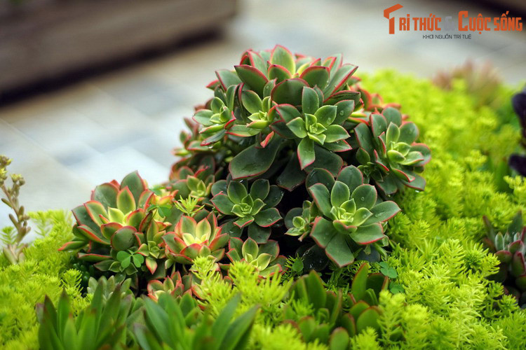 Các loài sen đá có nhiều sự khác biệt về hình thái, có loài mọc bò trên mặt đất, có loài phân cành như cây gỗ, nhưng đều có điểm chung là những lá xếp vòng tròn quanh tâm tạo thành hình dạng như hoa sen. Đặc điểm này là nguồn gốc tên gọi sen đá.