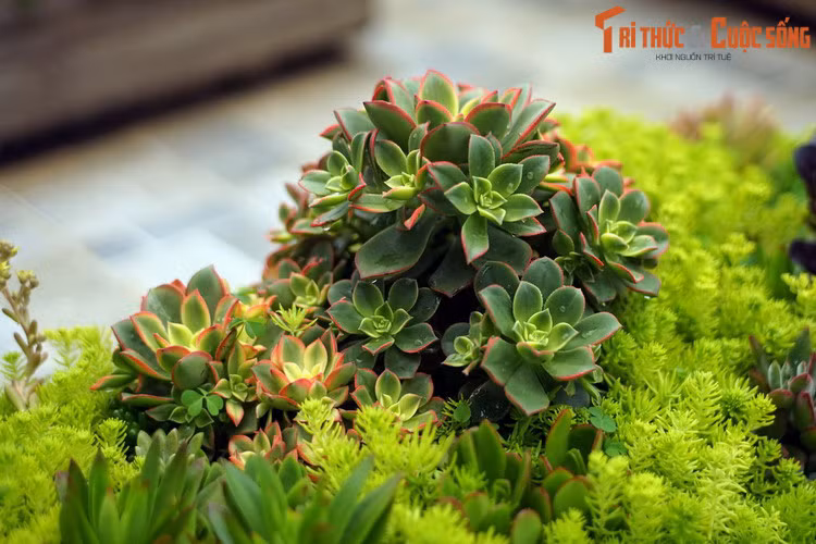 Các loài sen đá có nhiều sự khác biệt về hình thái, có loài mọc bò trên mặt đất, có loài phân cành như cây gỗ, nhưng đều có điểm chung là những lá xếp vòng tròn quanh tâm tạo thành hình dạng như hoa sen. Đặc điểm này là nguồn gốc tên gọi sen đá.