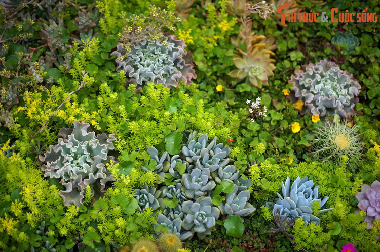 Với ngoại hình nhỏ nhắn, xinh xắn, sen đá thường được trồng trong chậu nhỏ để bài trí trên bàn làm việc hoặc bệ cửa sổ. Chúng cũng gây ấn tượng mạnh khi trồng với số lượng lớn ở các khu vườn cảnh ngoài trời...