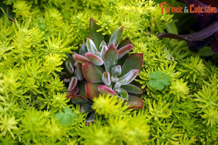 Trong thế giới thực vật, sen đá có tuổi thọ khá cao, có thể sống từ 30 đến 100 năm tùy theo loài và điều kiện sinh trưởng.