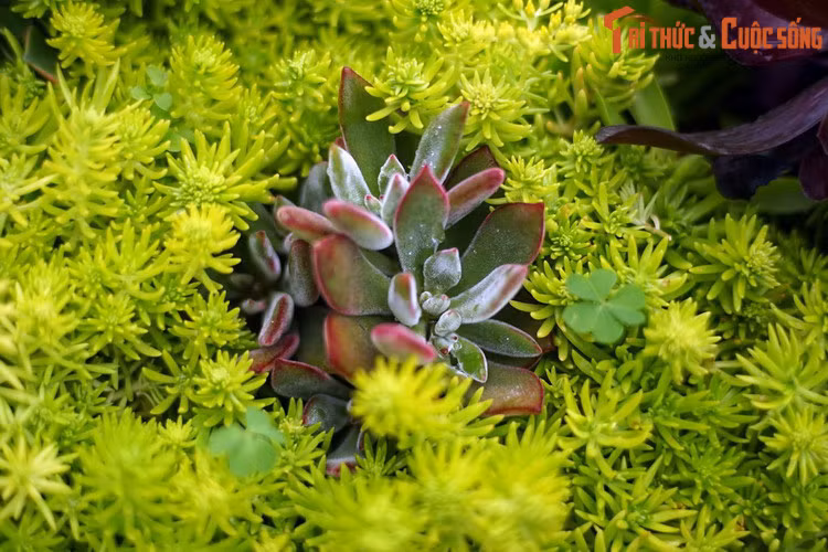 Trong thế giới thực vật, sen đá có tuổi thọ khá cao, có thể sống từ 30 đến 100 năm tùy theo loài và điều kiện sinh trưởng.