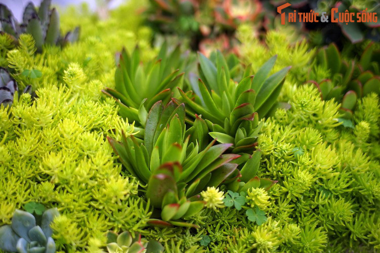 Phù hợp với sinh cảnh đặc trưng của mình, chúng là loài cây ưa nắng, có thể sống được ở các vùng đất khô cằn, thiếu chất dinh dưỡng và nắng nóng như sa mạc, vùng núi đá.