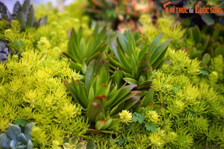 Phù hợp với sinh cảnh đặc trưng của mình, chúng là loài cây ưa nắng, có thể sống được ở các vùng đất khô cằn, thiếu chất dinh dưỡng và nắng nóng như sa mạc, vùng núi đá.