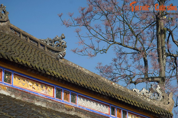 Tháng tư là mùa những cây ngô đồng ở Cố đô Huế trổ bông rực rỡ. Phía sau loài cây này là một truyền thuyết nhuốm màu huyền ảo mà không phải ai cũng đã từng nghe.