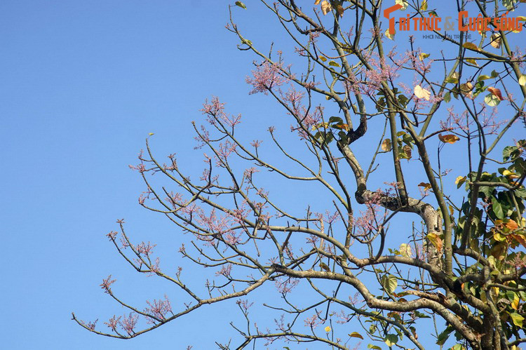 Vì yêu thích sắc hoa này mà nhà vua lệnh cho Bộ Công chọn người thông hiểu cây cỏ mang theo lá cây làm mẫu đi lùng sục khắp vùng rừng núi Trường Sơn tìm bằng được cây ngô đồng bản xứ.