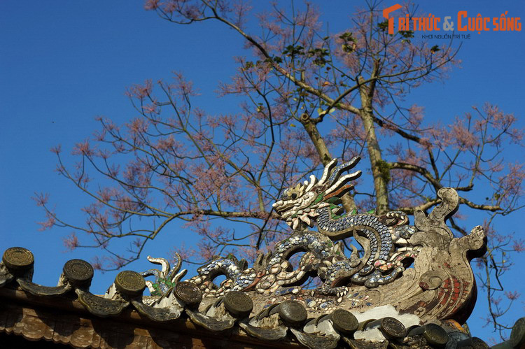 Tiếc rằng theo thời gian, các cây ngô đồng có từ thời nhà Nguyễn không còn nữa. Cây ngô đồng ở Hoàng thành Huế hiện tại chỉ có tuổi đời vài chục năm. Nhưng dù ở thời nào, vẻ đẹp của loài hoa đế vương vẫn luôn khiến người đời mê mẩn...