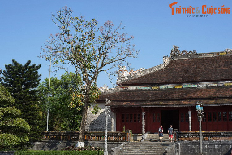 Sau đó, cây ngô đồng được trồng bên nhiều cung điện của Hoàng thành Huế, điểm tô thêm cho diện mạo vốn đã rất tráng lệ của chốn cung đình.